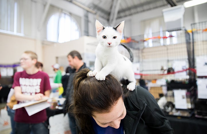 A black and white kitten standing on the back and head of a woman at the NKLA Super Adoption