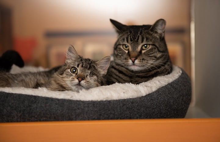 Peyton as a kitten lying next to another brown tabby cat together in a bed