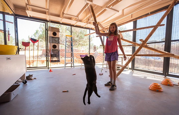 Catina the cat jumping up to catch a wand toy