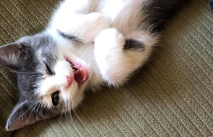 Gray and white cat lying down with mouth open and paws crossed