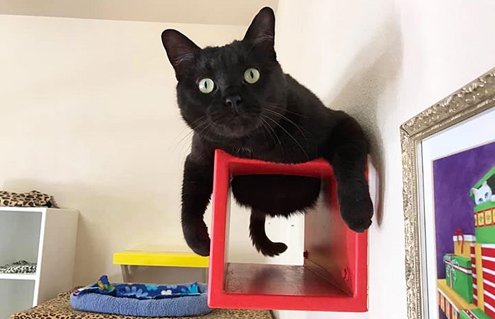 Black cat lying on top of a wooden box attached to the wall