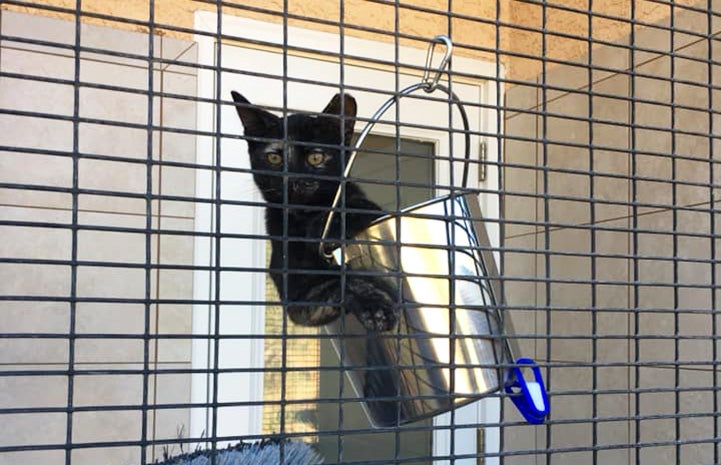 Tortoiseshell cat sitting in a stainless steel bucket hanging on the wire wall of an outdoor enclosure at Cat World