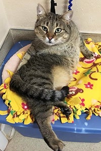 Brown tabby cat sitting in a twisted position on a blue plastic tub covered in a blanket