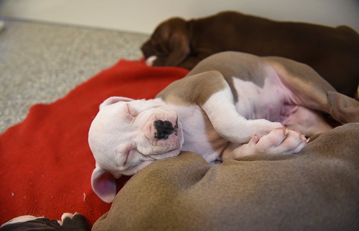 Amaze the brown and white puppy fast asleep