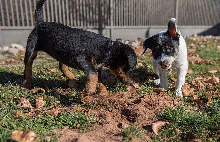 Brittany and Alvin the puppies digging in the sand