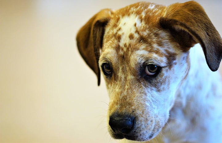 Cholula the white with brown speckles puppy looking sheepishly at the camera