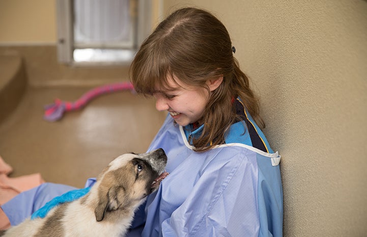 Explorer the puppy in the lap of a woman intern wearing a protective gown