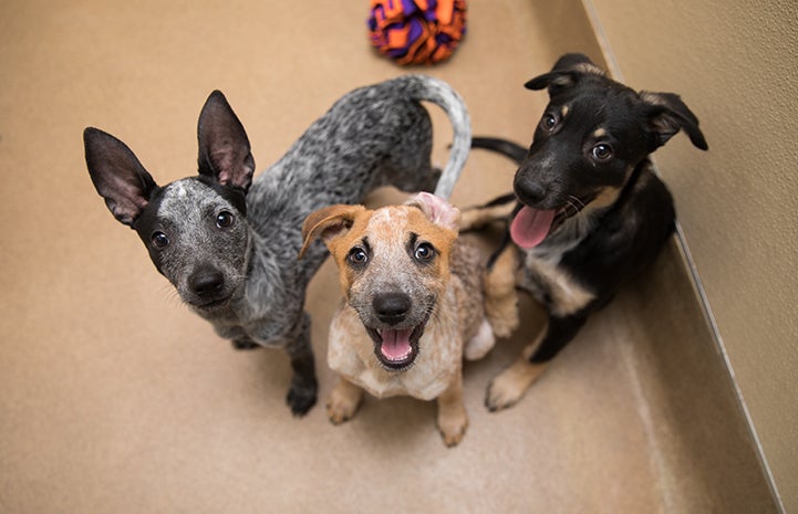 Puppies, Fly, Swim and Hike, all lined up in a row together