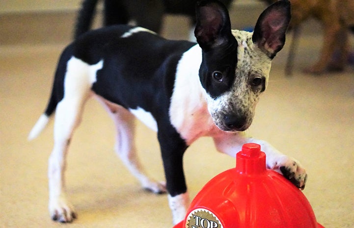 Malbec the puppy with his paw up on a toy fire hydrant