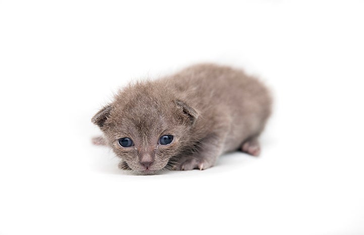 Sterling the kitten at week three