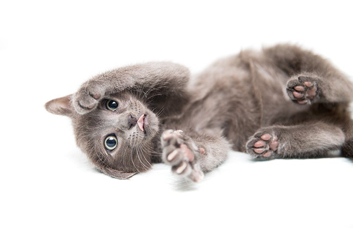 Sterling the kitten turns eight weeks old