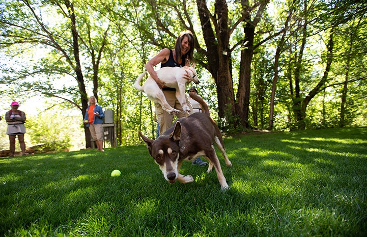 Caboodle the dog walking in the grass with woman holding Kit the dog behind him