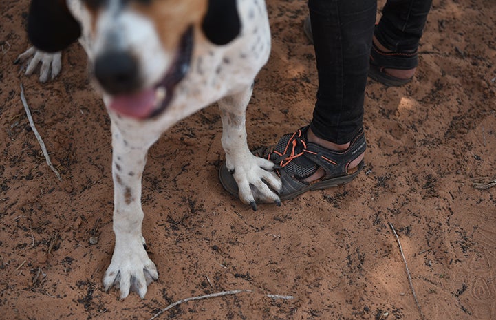 Whistler the dog stepping on a person's shoe during a walk