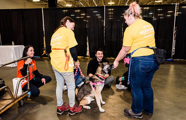 Sheila the dog got some extra exposure - and a new home - during the New York Super Adoption