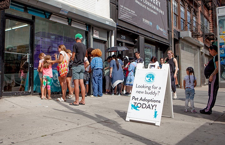 People standing in line waiting to get in the New York cat adoption event