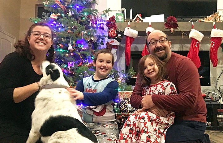 Cool Whip the dog with her family in front of a Christmas tree