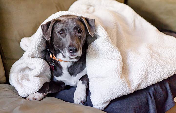 A gray and white pit-bull-type dog hiding under a white blanket