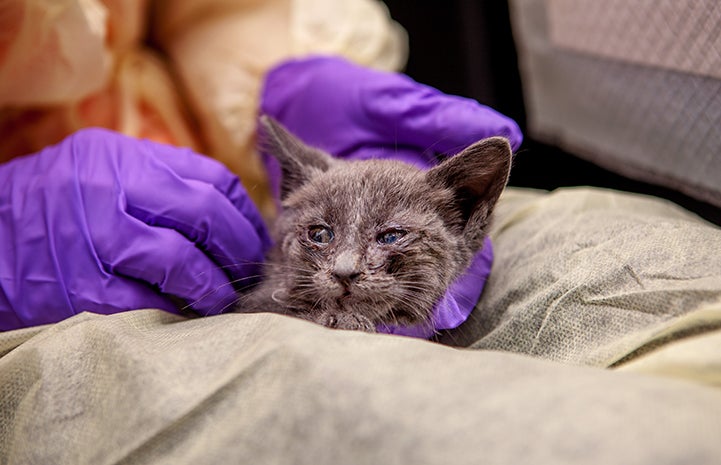 Allyson finds comfort with Milica, kitten nursery volunteer