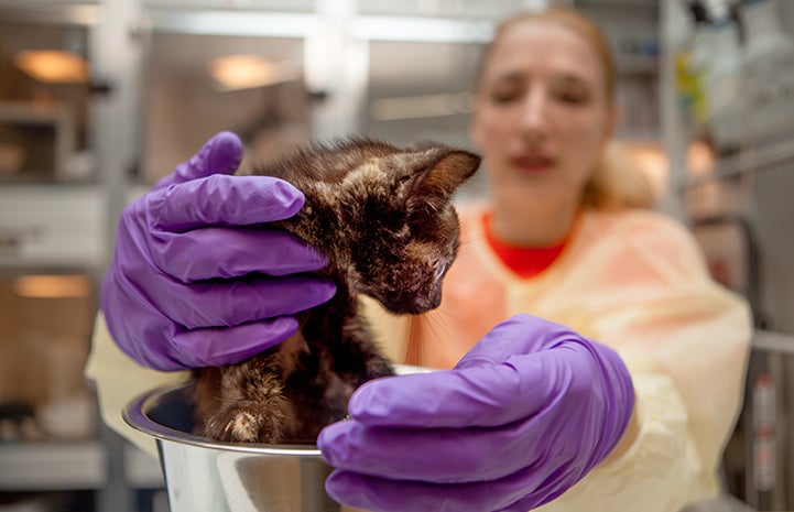 Milica weighs Carolyn in the kitten nursery at the Best Friends Pet Adoption Center in New York City