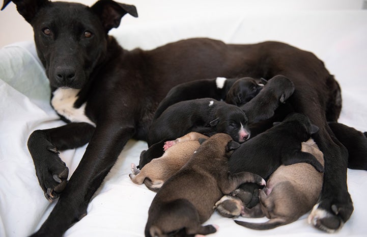 Laverne the dog lying down next to her sleeping puppies