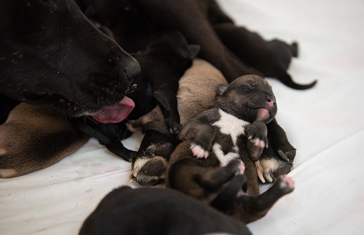 Laverne the mama dog licking one of her puppies