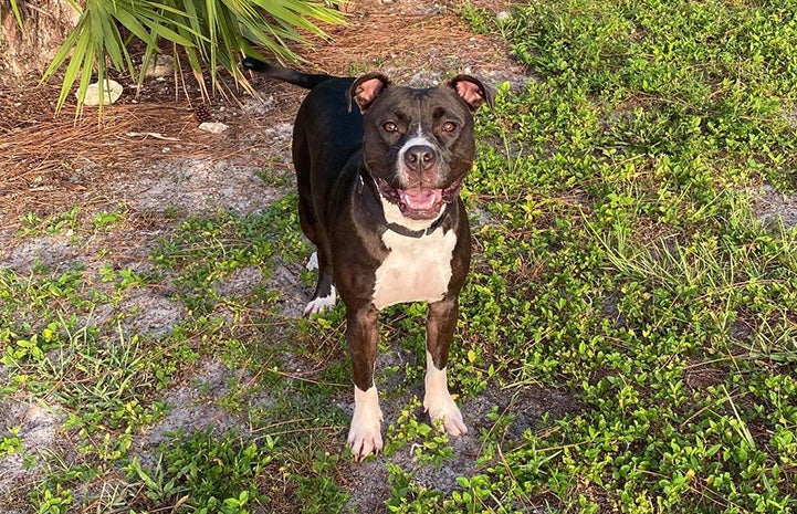 Billy the black and white dog outside on a lawn