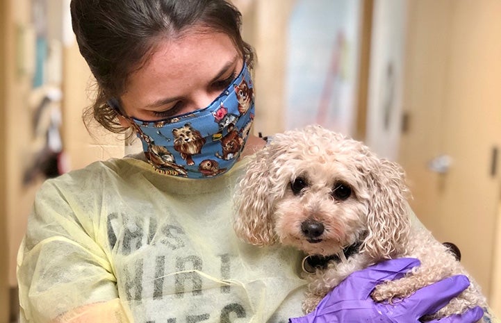 Woman wearing a gown, gloves and a mask holding CheChe the dog