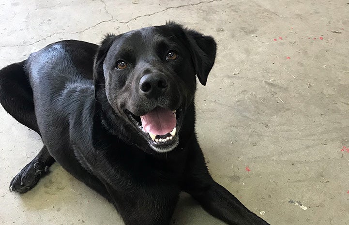 Ray the black dog lying on the ground with mouth open in a smile