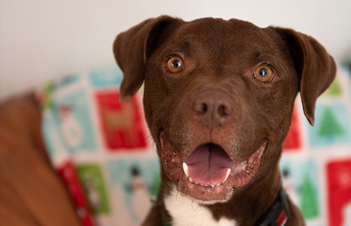 The face of Timmy, a brown and white pit-bull-type dog