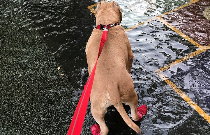 Megatron, an older tan and white pit-bull-type dog with cropped ears, wearing his special dog socks to protect his feet