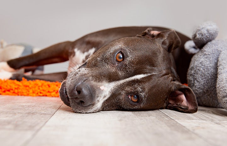 Adonis the senior dog lying on his side