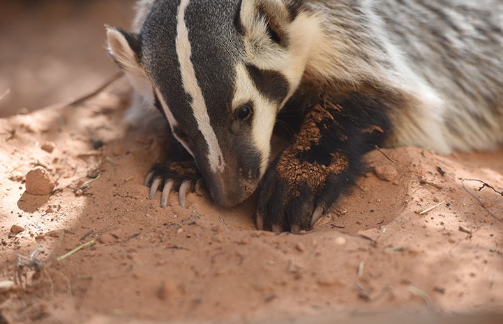 Soon, Rosie grew the giant claws badgers are known for and her weight increased to about 15 pounds