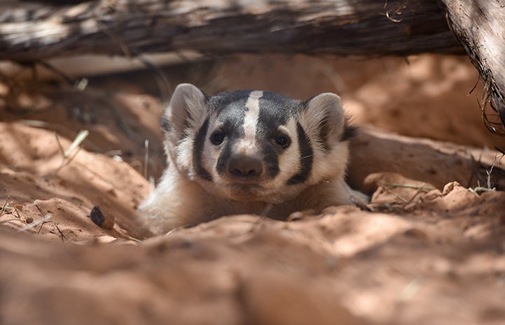 Rosie the badger now lives her life free in the wild, just as she was meant to do