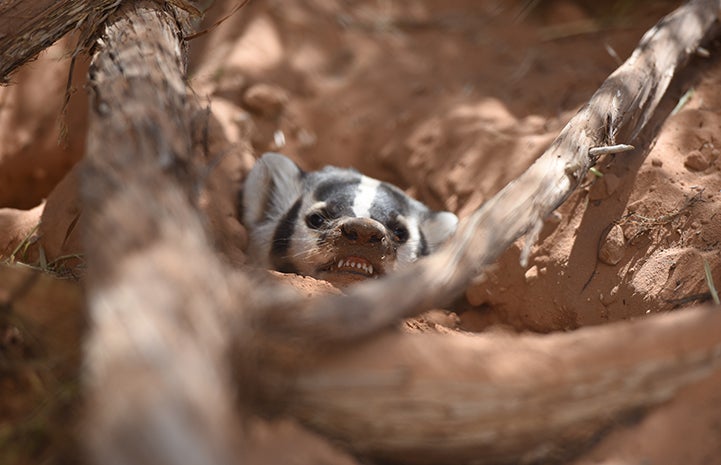 Rosie the badger created an extensive web of burrows