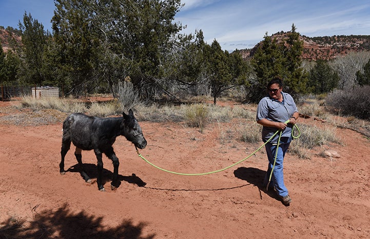 Ann walking Bug the filly on a lead