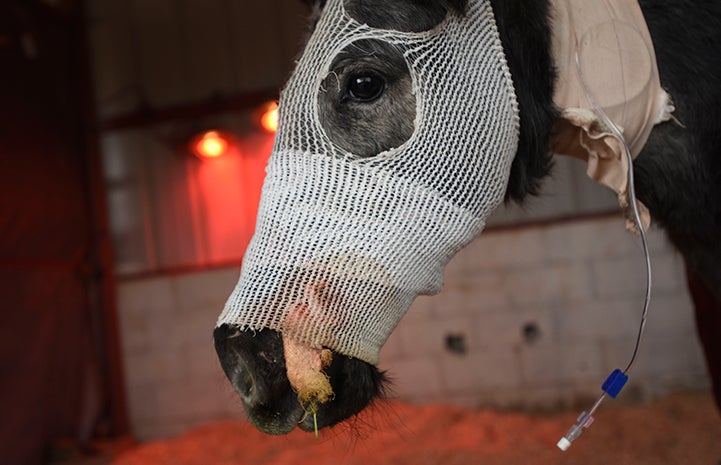 Orphaned foal Bug with bandages over her facial injuries