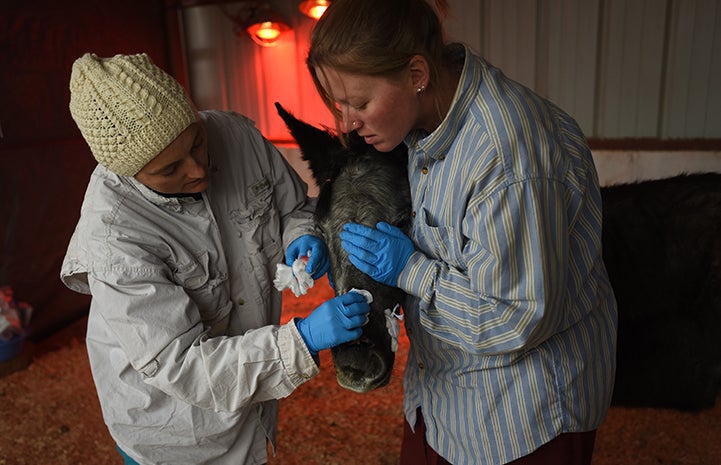 Dr. Tara and Kelsey helping treat Bug the foal's facial injuries