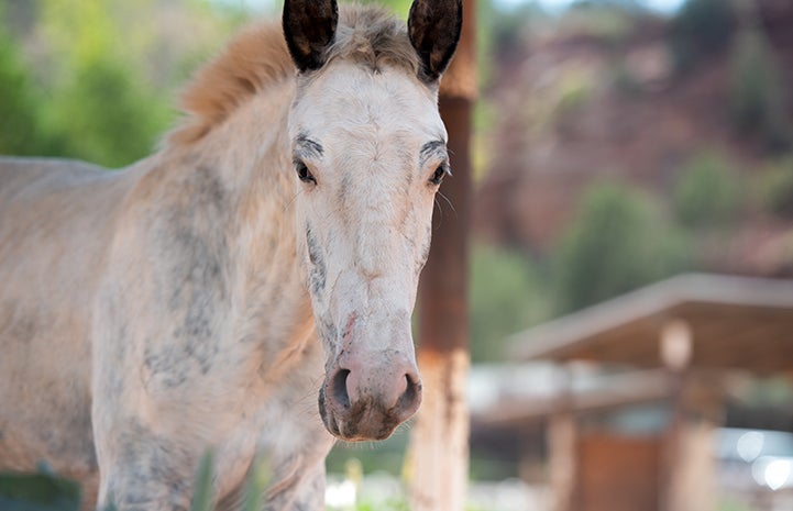 A more grown up Bug the filly looking at the camera