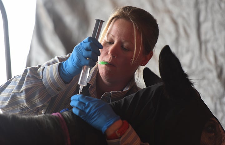 Kelsey giving an injection to Bug, the orphaned foal