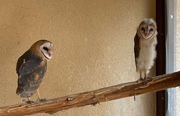 Mother owl and baby owl sitting on a branch