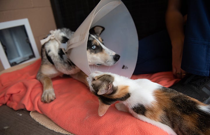 Jade the cat biting at Petaluma the dog's protective plastic cone