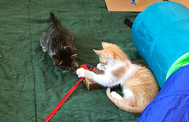 Picasso and Unstoppable the kittens playing together on the couch