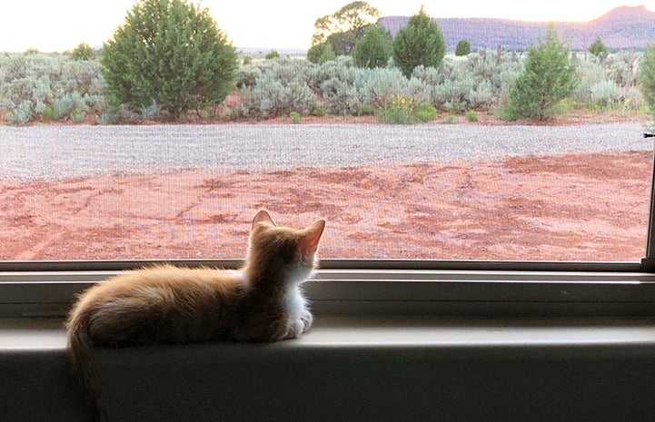 Picasso the foster kitten looking out the window