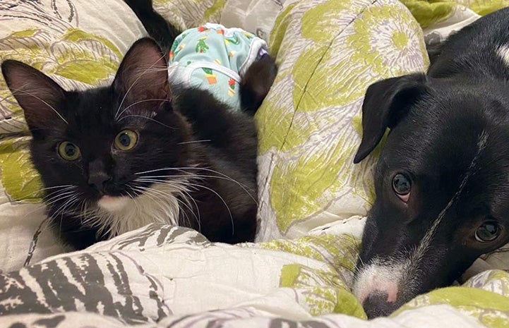 Hot Wheels the cat lying on a blanket next to a dog