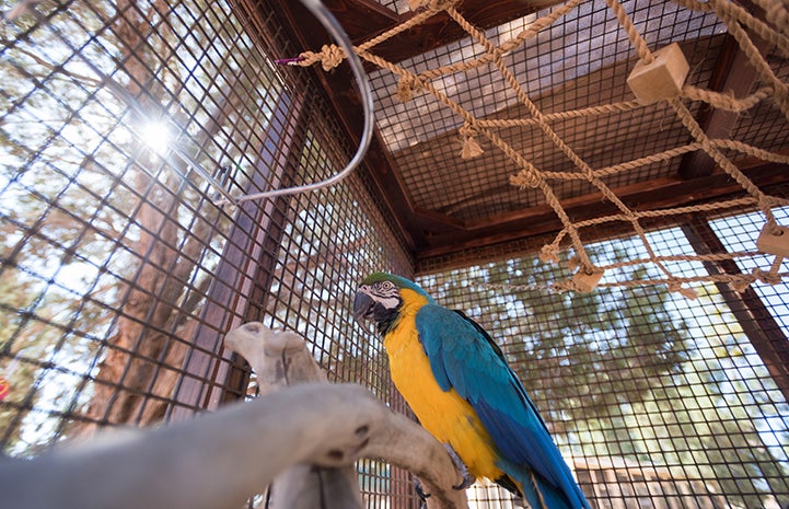 Savannah was a beginner at parrot foraging