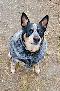 Ten-year-old blue heeler helped by the progaram