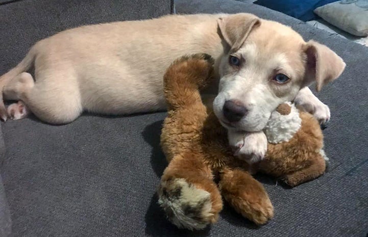 Esme the puppy lying on a blanket over a stuffed plush toy