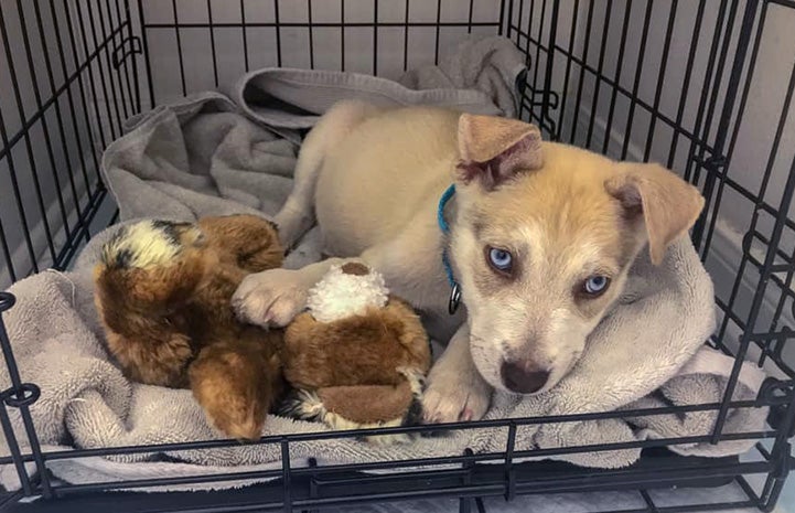 Esme the brown and white puppy lying on a towel in a kennel with one paw on a stuffed toy