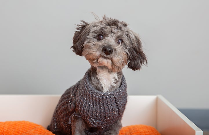 Lil Wayne, a gray fluffy puppy on an orange cushion