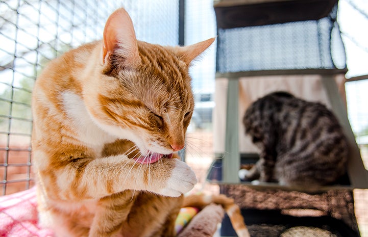 Orange tabby cat giving himself a bath